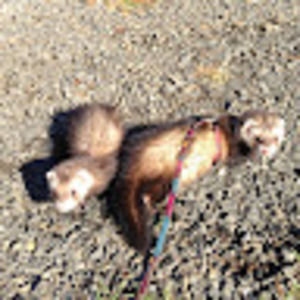 Meet your Posher, Sami